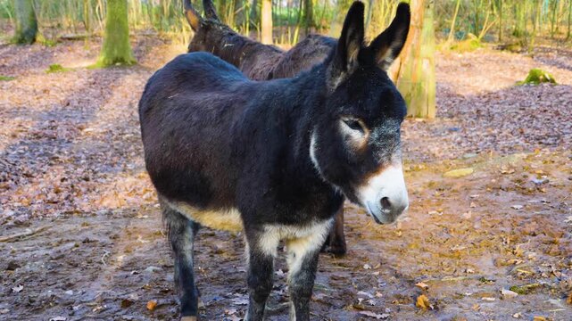 Close up of a few donkeys moving around the woods on a sunny autumn day standing around