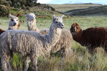 Fototapeta premium Suri alpacas, white and brown in color, grazing in meadows of high Andean valleys at 4000 meters above sea level.
