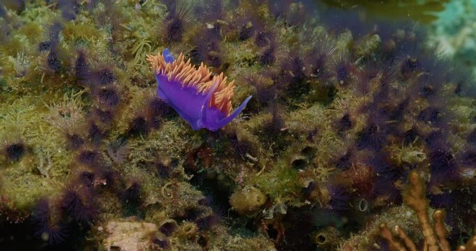 Spanish shawl nudibranch holding on in heavy surge.