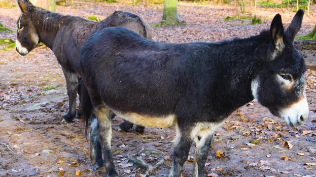 Close up of a few donkeys moving around the woods on a sunny autumn day standing around