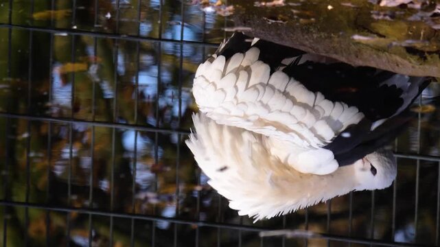 Close up reflections on the water surface of a pond of a stork standing and grooming it self on a sunny day