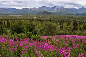 Fireweed on the Glenn HIghway in Alaska © Kari