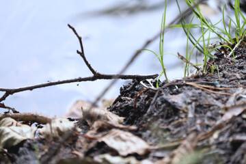 Bare branch, green grass, and dry leaves by water