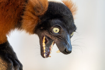 Aggressive expression of red ruffed lemur with open mouth and sharp teeth showing © danr13