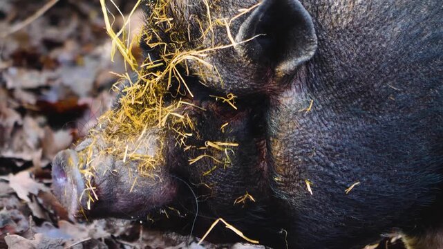 close up Pot-Bellied Pigs moving around a back yard ona sunny autumn day in the south of Germany