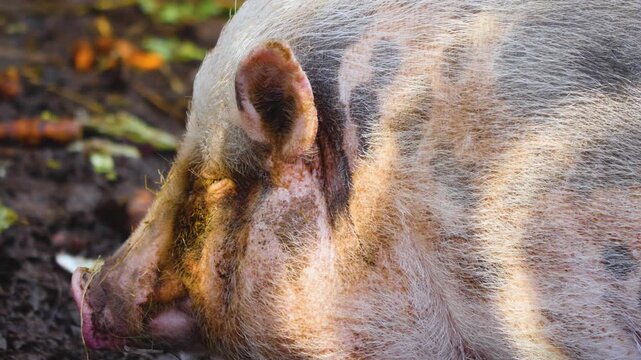 close up Pot-Bellied Pigs moving around a back yard ona sunny autumn day in the south of Germany