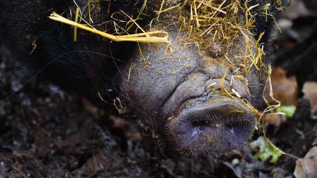close up Pot-Bellied Pigs moving around a back yard ona sunny autumn day in the south of Germany