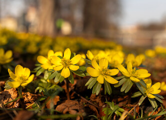  Ranniki zimowe (Eranthis hyemalis) kwitnące w lesie na tle suchych liści, zwiastuny wiosny © mycatherina