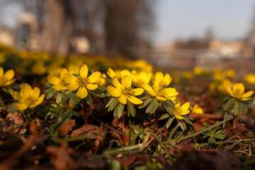  Ranniki zimowe (Eranthis hyemalis) kwitnące w lesie na tle suchych liści, zwiastuny wiosny © mycatherina