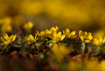  Ranniki zimowe (Eranthis hyemalis) kwitnące w lesie na tle suchych liści, zwiastuny wiosny © mycatherina