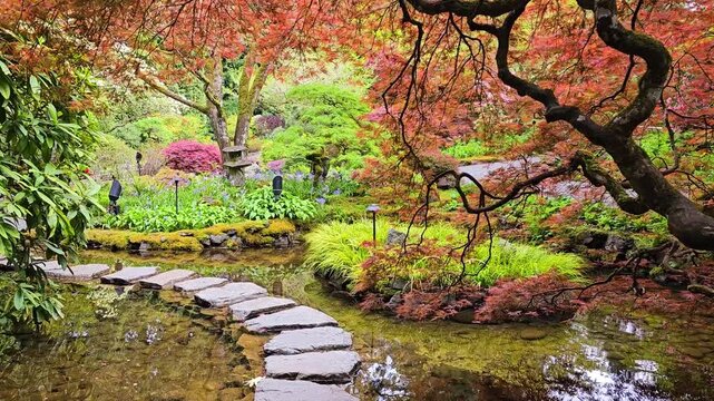 Pond with overhanging red Japanese maples during springtime, Butchart Gardens, Victoria, BC, Canada. Walking motion.