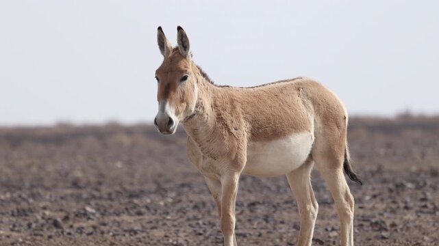 Iranian onager (Asiatic wild ass) walking and grazing in arid desert landscape, wildlife in Iran, natural habitat, close up and wide shots