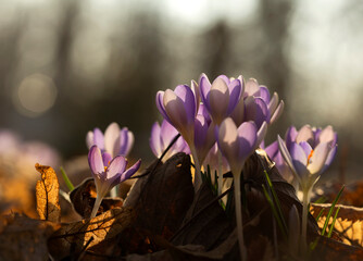Krokusy ogrodowe (Crocus vernus) wyłaniające się z ziemi wczesną wiosną © mycatherina