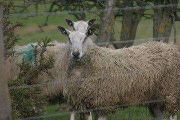 Close up of two woolly sheep standing together in woodland pasture, showing alert faces one above the other, soft fleece texture visible, natural rural setting with muted green background. © Beverley
