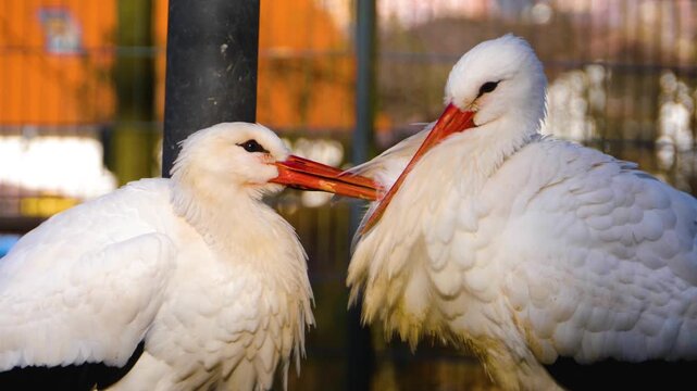 Close up storks grooming each other while standing in a nest on a sunny autumn day