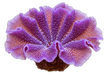 Vibrant purple coral reef formation
