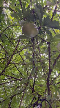 tree branches with leaves and green fruit (totumo, totuma, tapara, mate, huacal or morro) for making handicrafts. fresh green leaves. Crescentia alata, variously called Mexican calabash, j&iacute;caro, morro