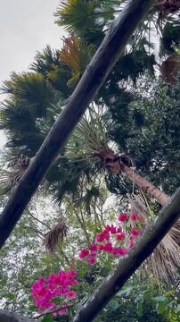 palm tree in the forest with red flowers bougainvillea. tropical bright flower and palm tree against blue sky. wit trees