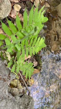 Closeup of a small creek cascading in a forest, summer, handheld groundshot. 