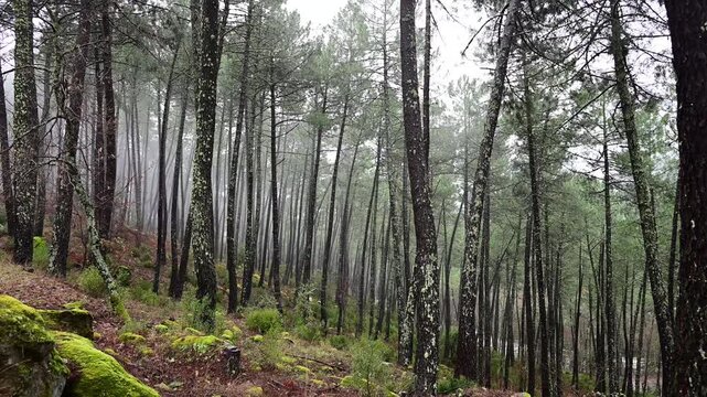 Camera tilting up through a misty pine forest
