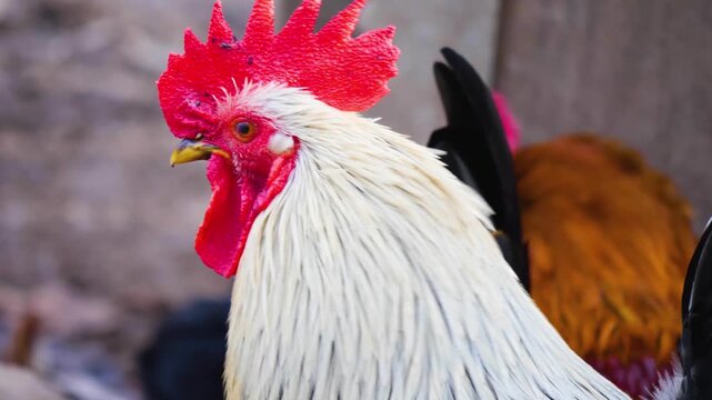 Close up of a white rooster cock head standing around on a sunny autumn day on a farm
