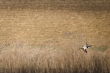 Fototapeta premium Mallard (Anas platyrhynchos) female landing over wetland reeds in natural habitat, common bird species in the Czech Republic