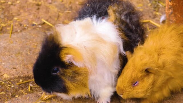 A very close up of a guinea pig moving around the ground on a sunny spring day