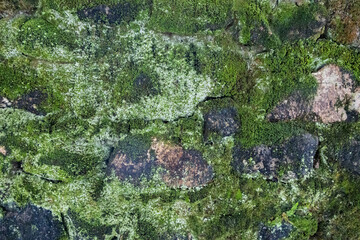 Obraz premium Vibrant green moss and white lichen densely cover an ancient stone wall. 