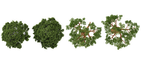 Obraz premium Collection of Adansonia,Afrocarpus trees on transparent background from the top view