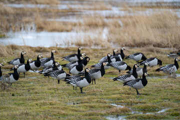 Barnacle geese foraging in shallow water and muddy wetland during autumn migration season © Piotr