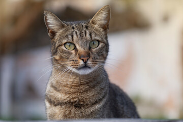 brown mackerel tabby cat sitting and gazing away calm alert feline domestic shorthair gray striped fur outdoors in garden on blurred background with soft natural light concept of pets, veterinary © Lana Pietukhova