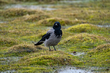 Obraz premium Hooded crow standing on green grass in natural habitat, close-up portrait of Corvus cornix bird