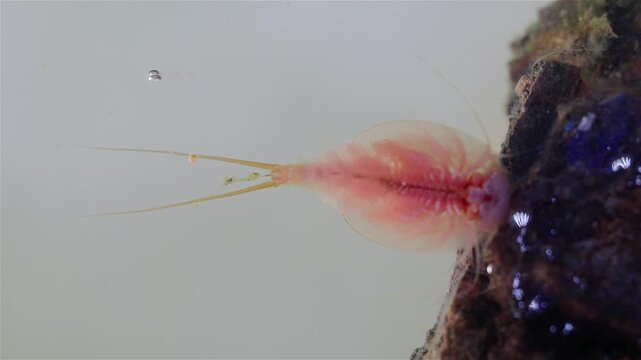 A detailed view shows a mature tadpole shrimp (Triops cancriformis) near the water surface. It swims while filtering the water for food. Its shield-like body, legs, and long tail are clearly visible.