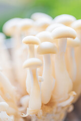 White shimeji mushrooms growing in cluster, slender ivory stems and rounded caps illuminated by soft daylight, fresh edible fungi captured in natural outdoor setting with green blurred background.