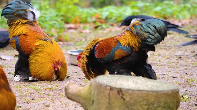 Close up of two male roosters about to fight in a backyard on cloudy autumn day in Germany
