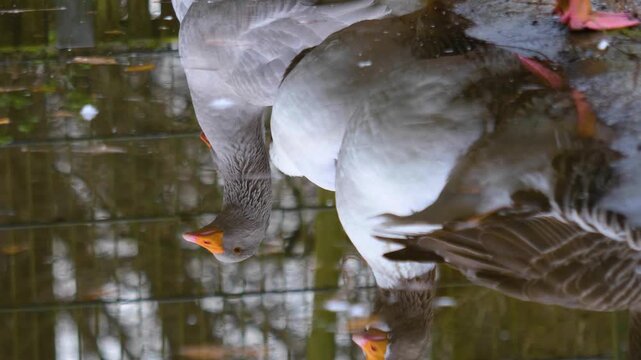 Close up reflections on the water surface of a pond of three geese standing beside and drinking on a sunny spring day