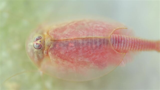 A tadpole shrimp (Triops cancriformis) is underwater at the bottom, digging in the sand with its legs. It filters water while searching for food. The macro view shows fine details of its shell.