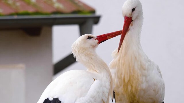 Close up storks grooming each other while standing in a nest on a sunny spring day