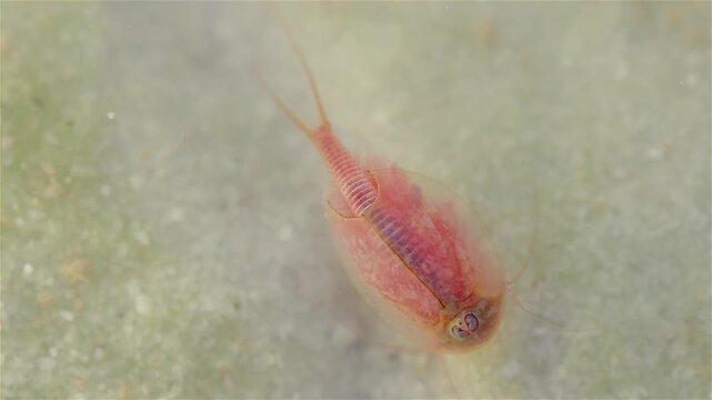 A tadpole shrimp (Triops cancriformis) is underwater at the bottom, digging in the sand with its legs. It filters water while searching for food. The macro view shows fine details of its shell.