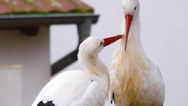 Close up storks grooming each other while standing in a nest on a sunny spring day