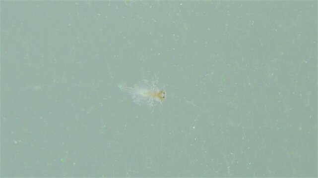 A detailed view shows a young tadpole shrimp (Triops cancriformis) near the water surface. It swims while filtering the water for food. Its shield-like body, legs, and long tail are clearly visible.