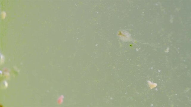 A detailed view shows a young tadpole shrimp (Triops cancriformis) near the water surface. It swims while filtering the water for food. Its shield-like body, legs, and long tail are clearly visible.