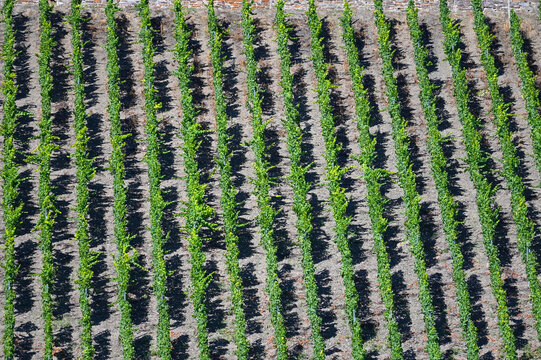 Weinanbau, Oberen Mittelrhein, Bopparder Hamm