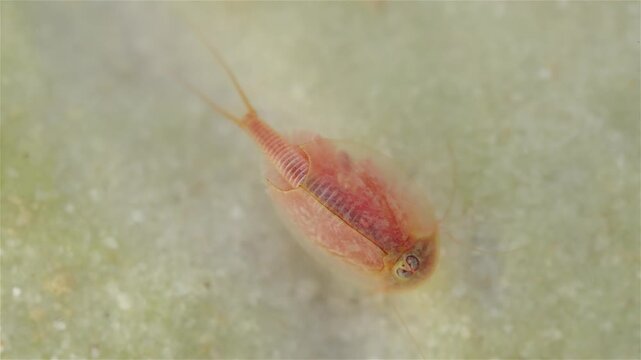 A tadpole shrimp (Triops cancriformis) is underwater at the bottom, digging in the sand with its legs. It filters water while searching for food. The macro view shows fine details of its shell.
