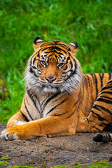 Obraz premium The Majestic Bengal Tiger