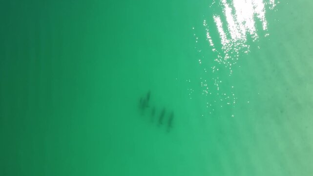 Pod of dolphins cruising under water from above 