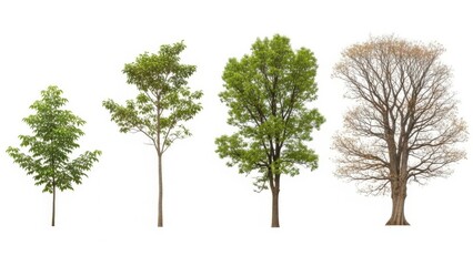 Obraz premium Four trees in different seasons