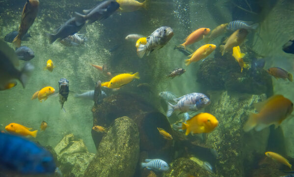 Vibrant African cichlids swimming in a freshwater aquarium with rocks and bubbles. Colorful yellow, blue, and spotted tropical fish in a clear underwater scene