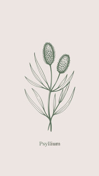 Psyllium Plant Botanical Illustration &ndash; Minimal Vintage Herbal Line Art