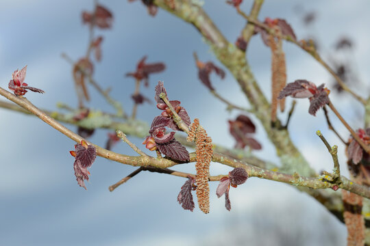 Blut Lambertsnu&szlig;, Corylus maxima Purpurea